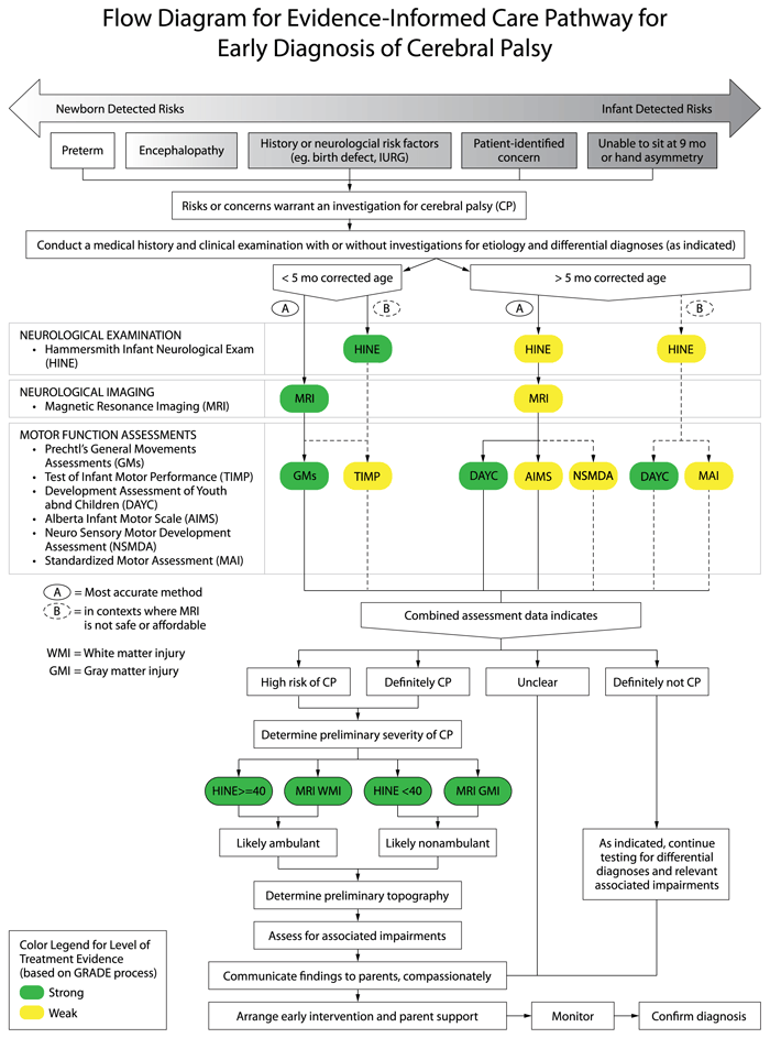Early Detection of Cerebral Palsy Care Pathway Algorithm